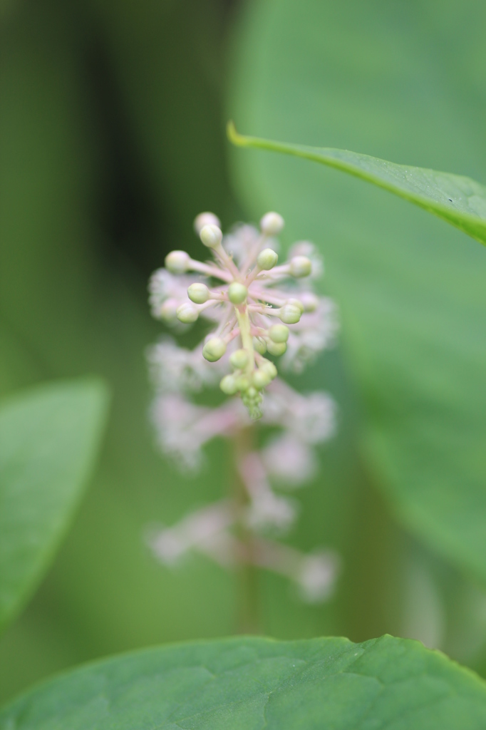 洋種山牛蒡その１