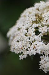 この花は？③➡ハクサンボク