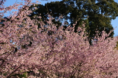 桜をリベンジ⑧