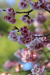 ２０１９春探し（寒桜）⑤