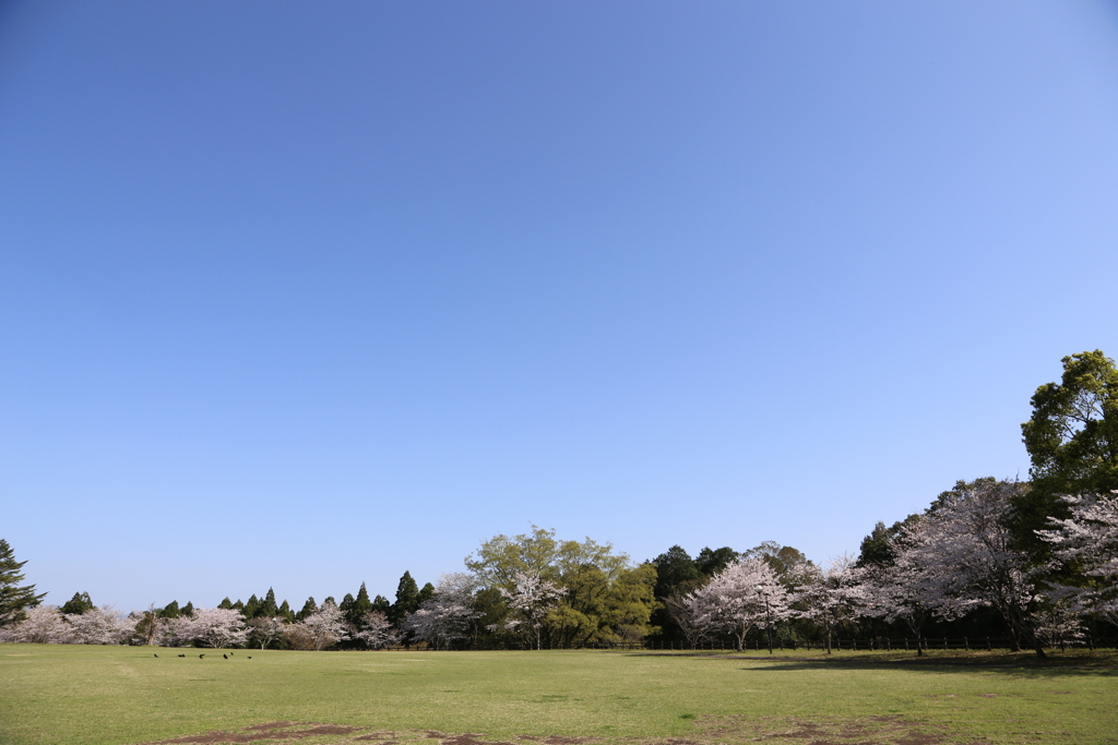 ソメイヨシノ④
