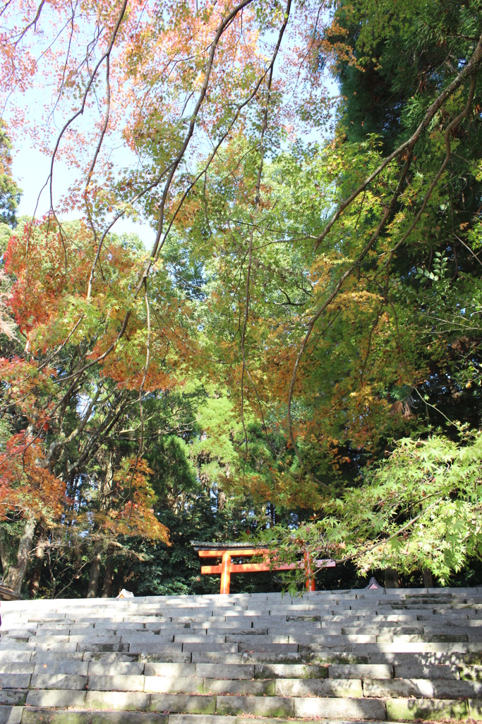 紅の葉を求めて②