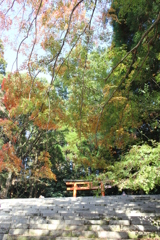 紅の葉を求めて②