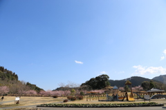 伊東小室桜⑦