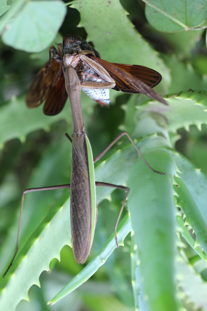 セミがカマキリを食す！！（閲覧注意！！）