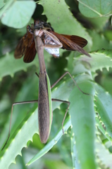 セミがカマキリを食す！！（閲覧注意！！）
