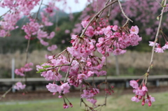 枝垂桜その１
