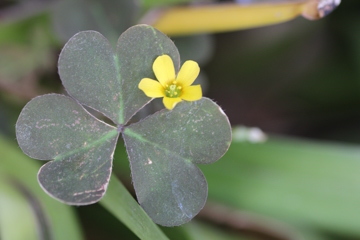 花は黄色でもアカカタバミ①