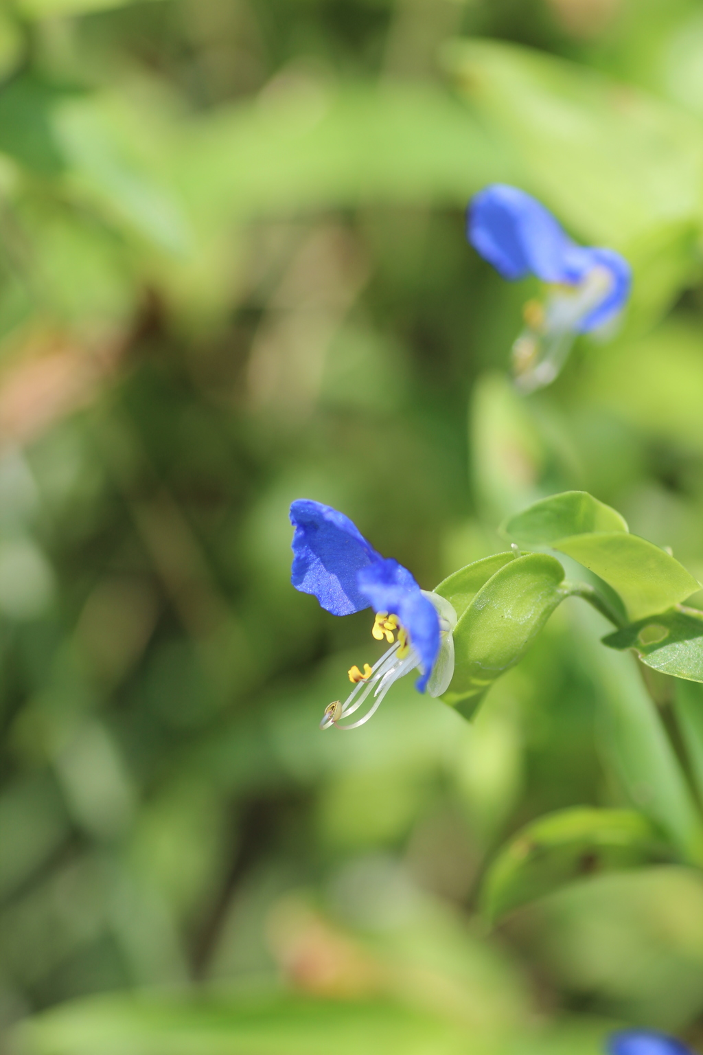 帽子花