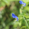 帽子花
