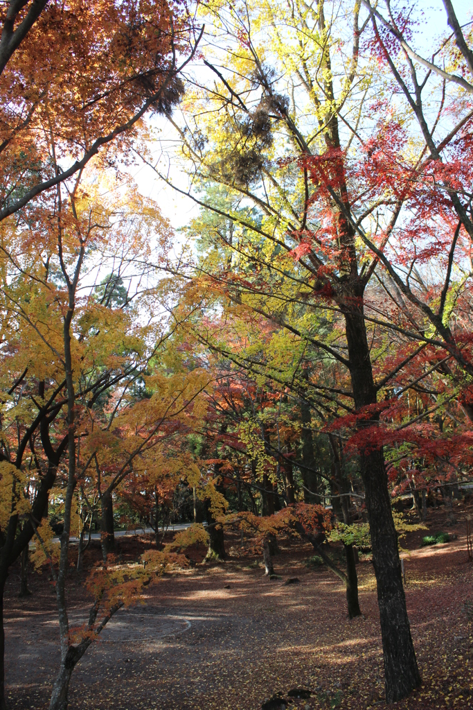 紅の葉を求めて⑧