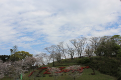 ２０１６桜を求めて（垂水公園）⑥