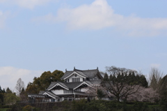 歴史資料館と桜②