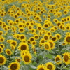 I Girasoli 2