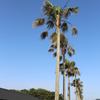 ずらりとワシントンヤシ①