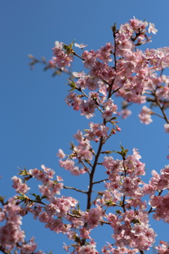 ２０１８河津桜④