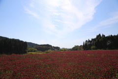 ストロベリーキャンドル⑦