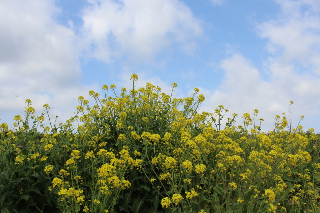 菜の花と青空