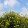 菜の花と青空