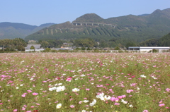 コスモス畑 in グリーンパークえびの⑤