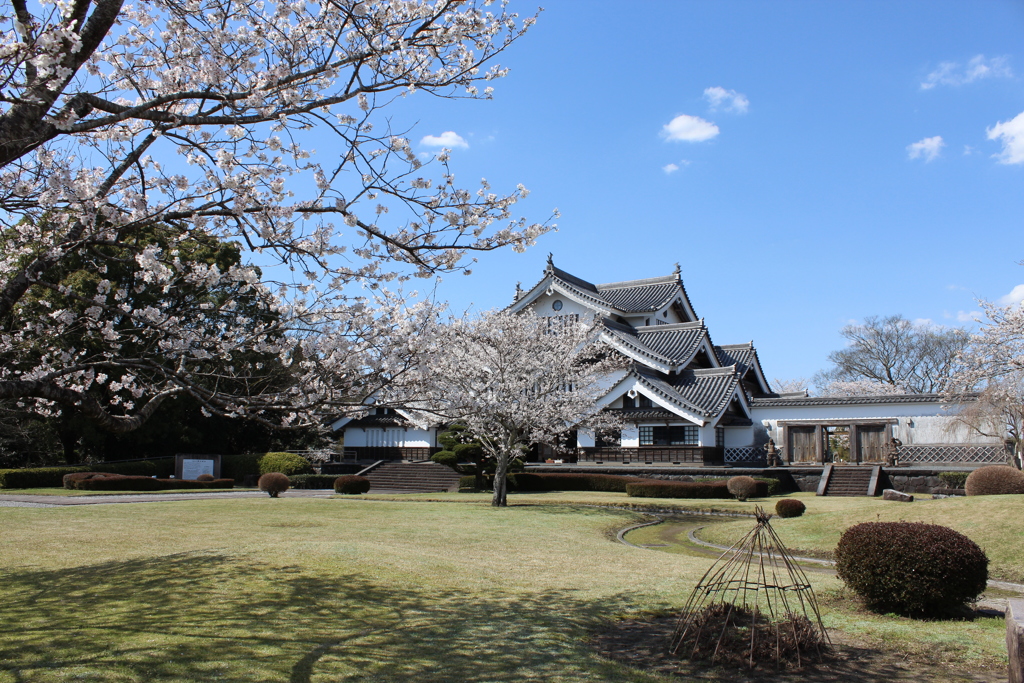 歴史資料館の桜⑤