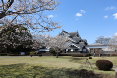 歴史資料館の桜⑤