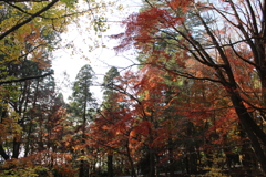 紅の葉を求めて⑨