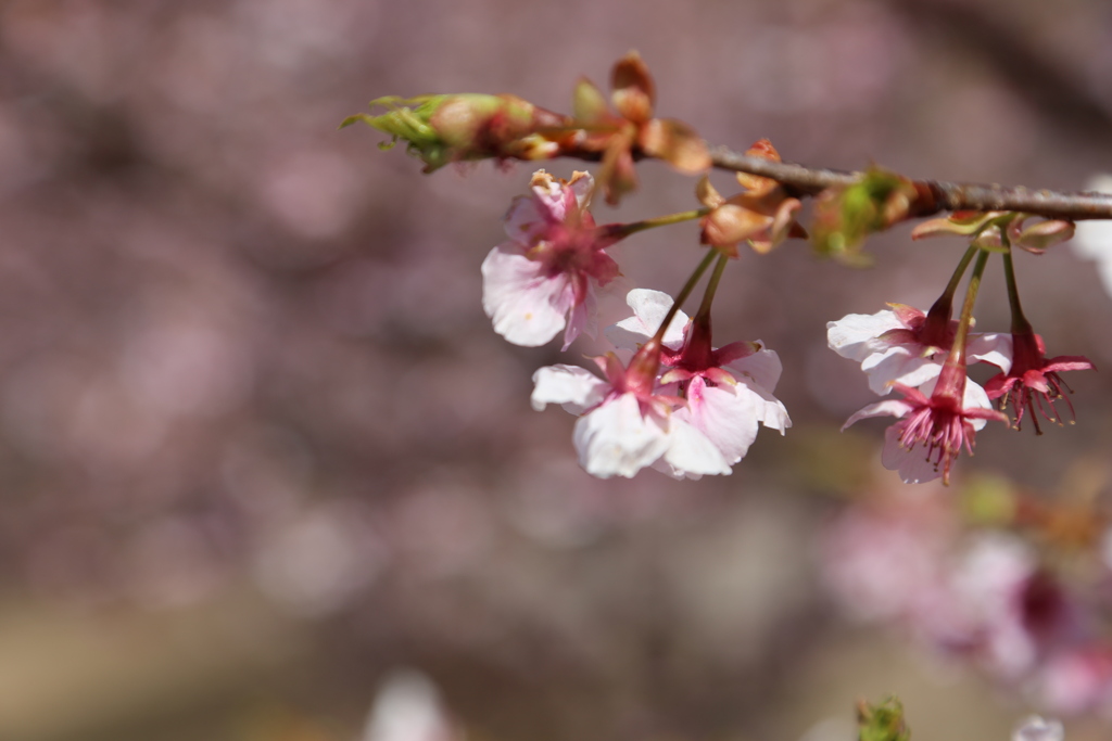 伊東小室桜⑥