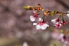 伊東小室桜⑥