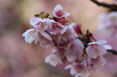 寒桜その２
