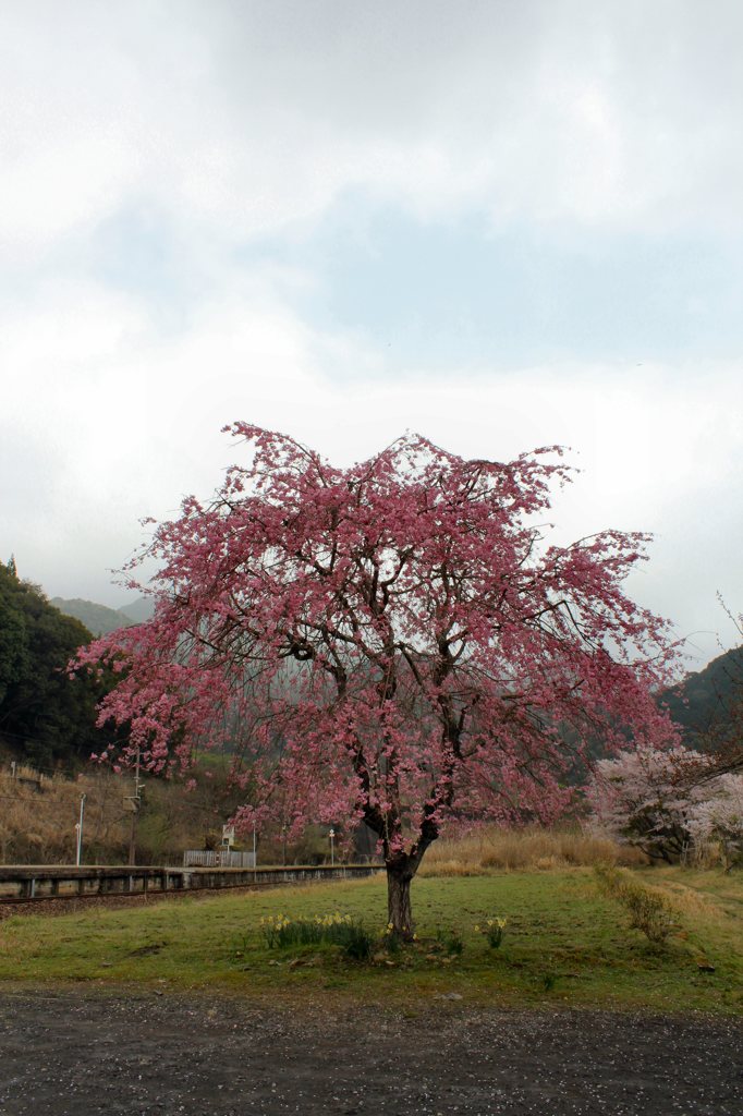 枝垂桜その３