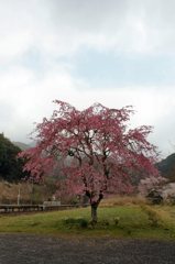枝垂桜その３