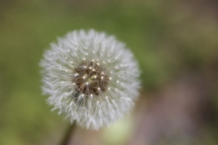 綿毛