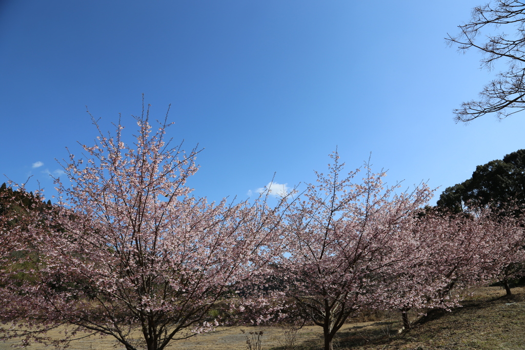 伊東小室桜①