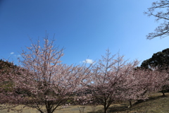 伊東小室桜①