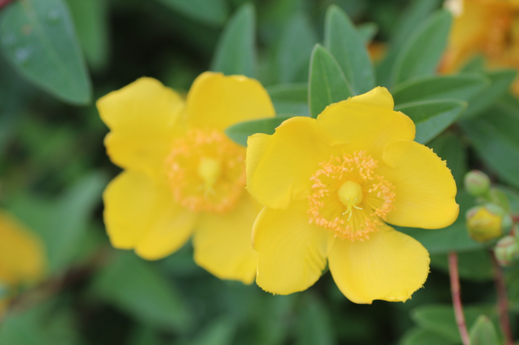 キンシバイその３