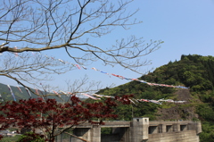 日南ダムの鯉のぼり⑤