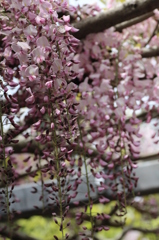 藤の花（ピンクバージョン）その２