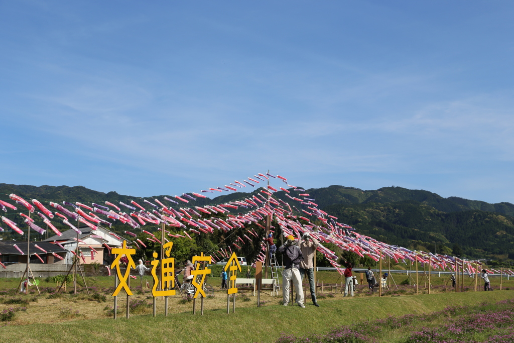 田んぼの中の鯉のぼり③