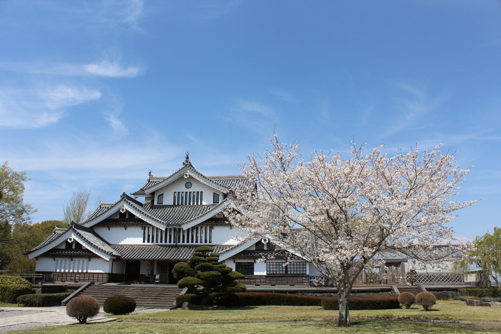 都の城の桜⑤