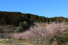 桜をリベンジ⑤