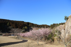 桜をリベンジ④