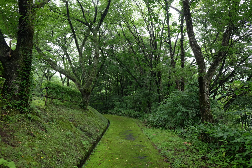 苔むす道