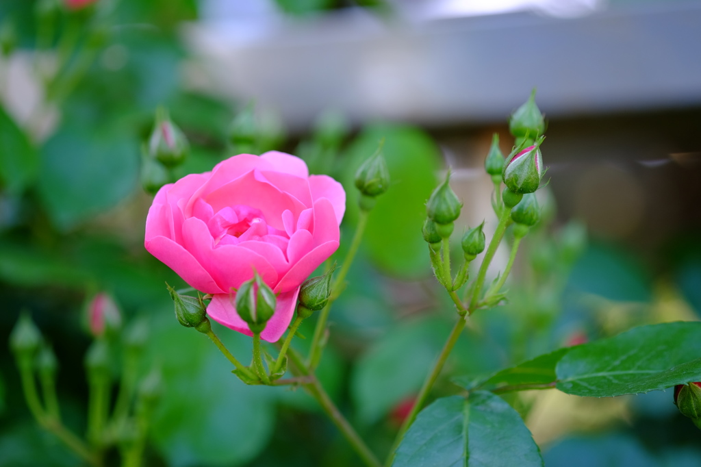 IKAWA ROSE GARDEN 2