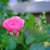 IKAWA ROSE GARDEN 2