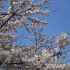 東北の春1
