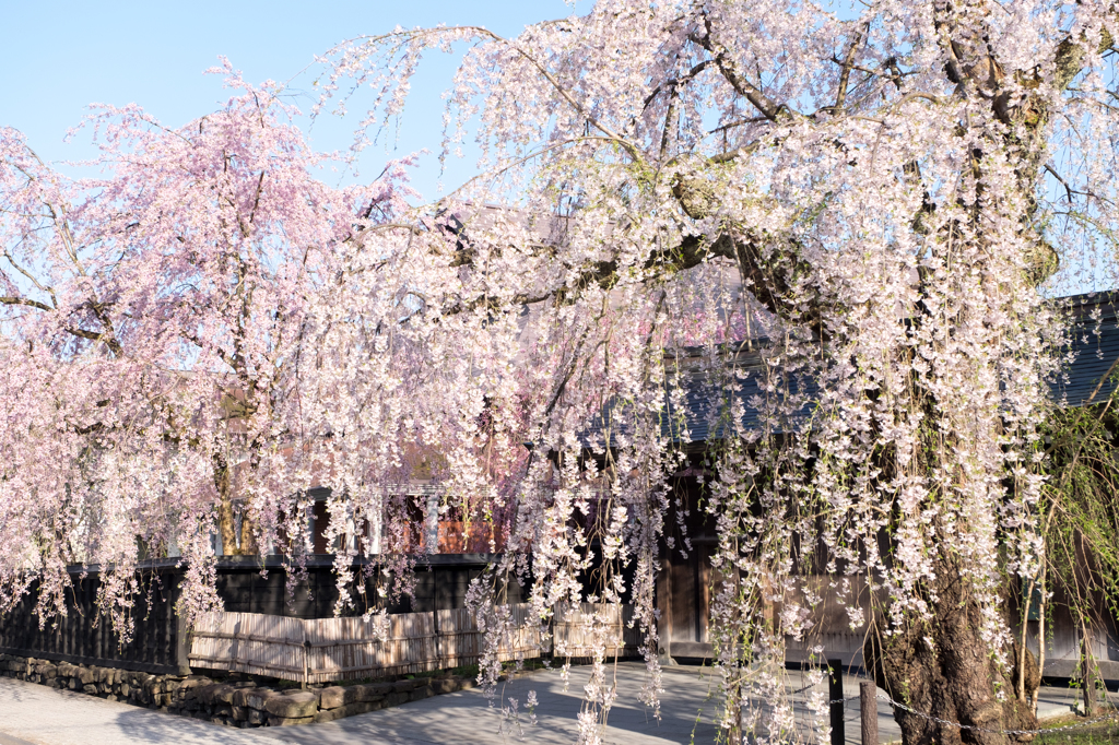 枝垂桜1