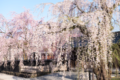 枝垂桜1