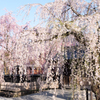 枝垂桜1