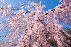 枝垂桜2